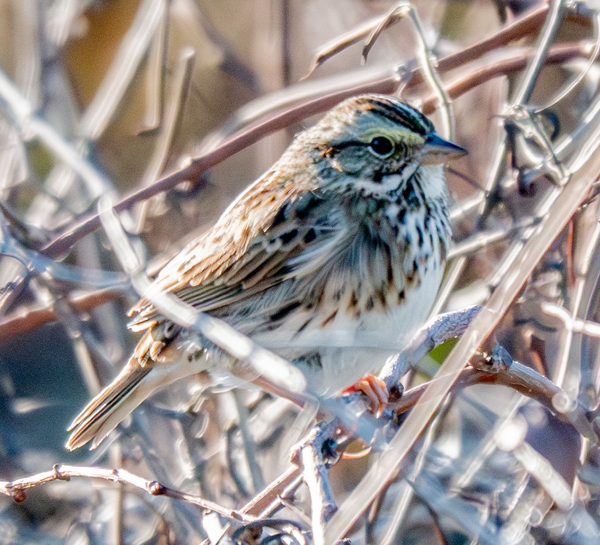 Savannah Sparrow - ML645224722