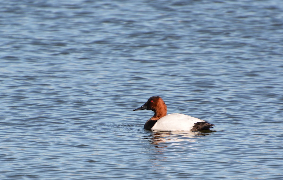 Canvasback - ML645224723