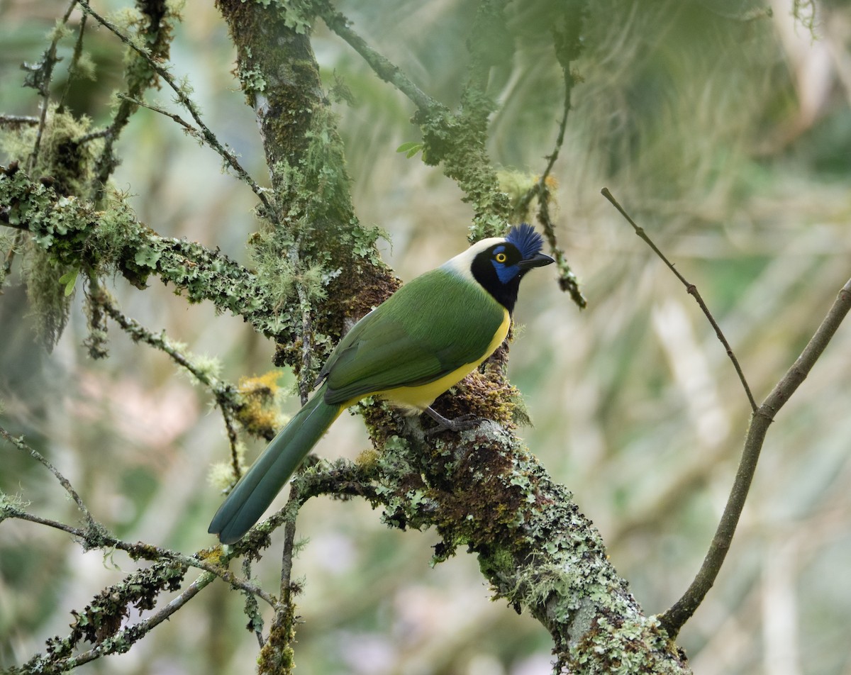 Green Jay (Inca) - ML645224724