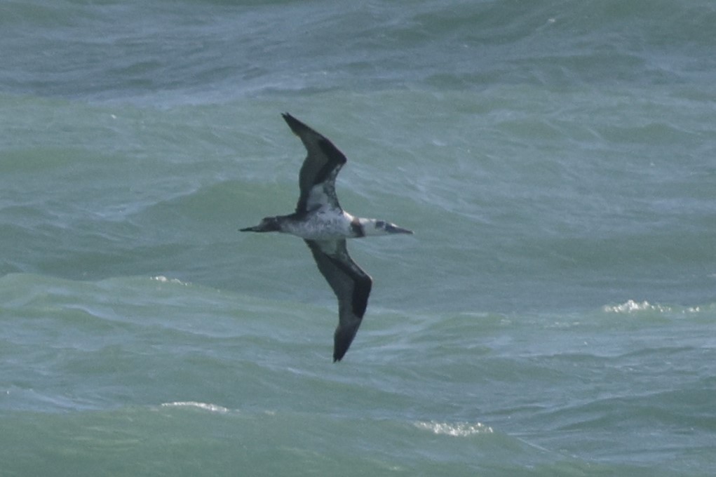 Northern Gannet - ML645224726