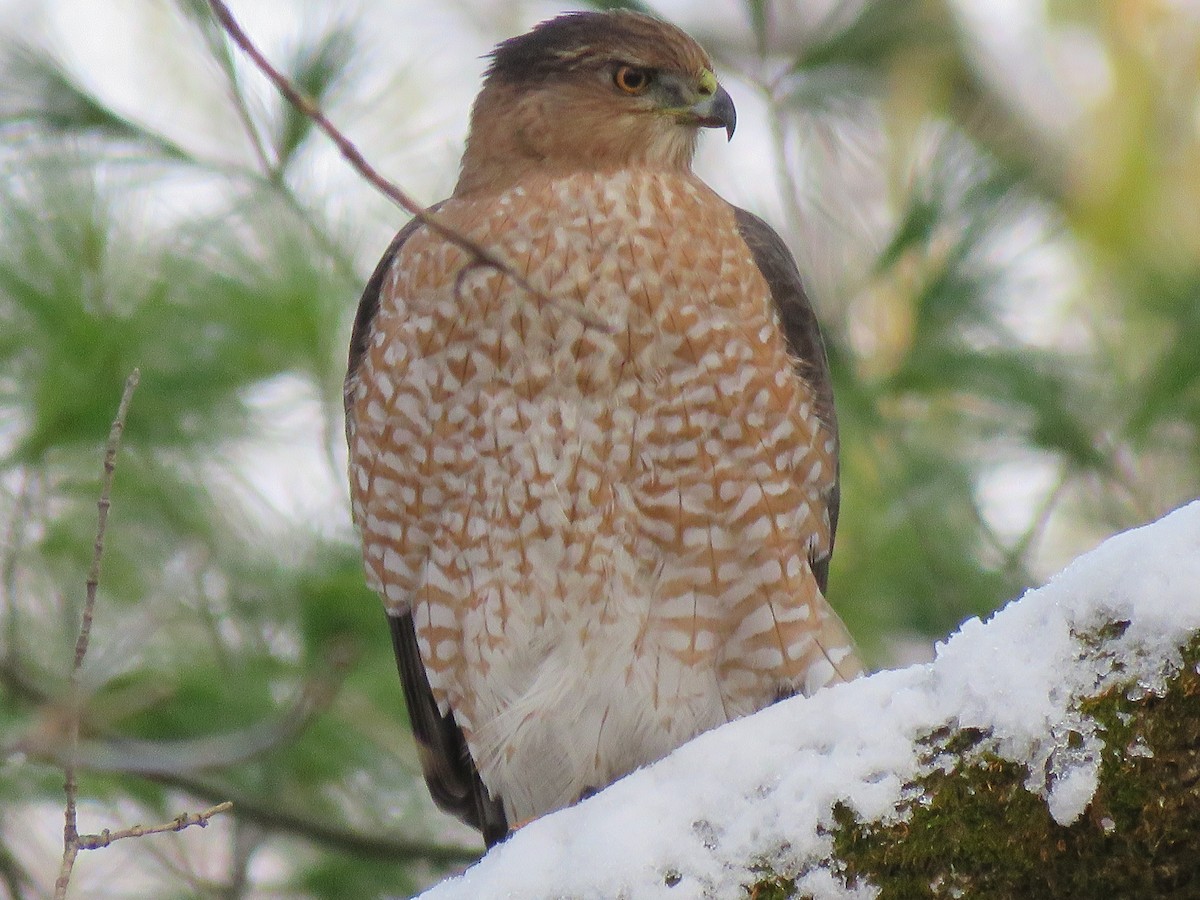 Cooper's Hawk - ML645224728