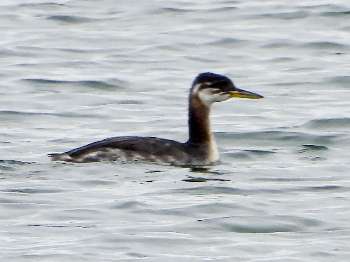 Пірникоза сірощока - ML645224739