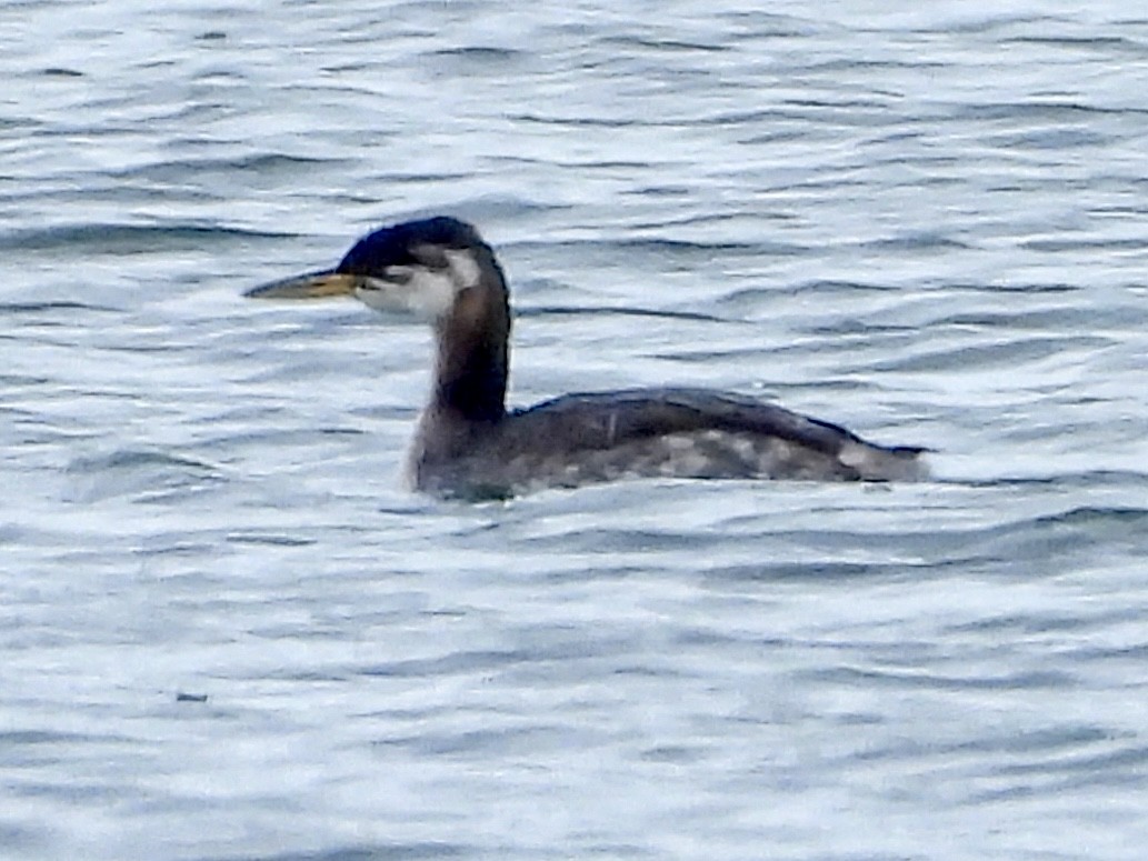 Пірникоза сірощока - ML645224740