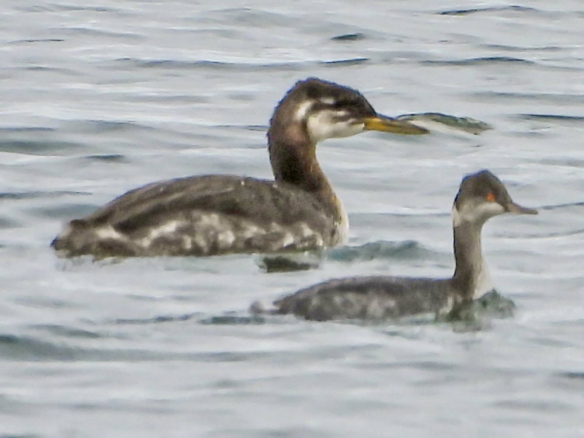 Пірникоза сірощока - ML645224741