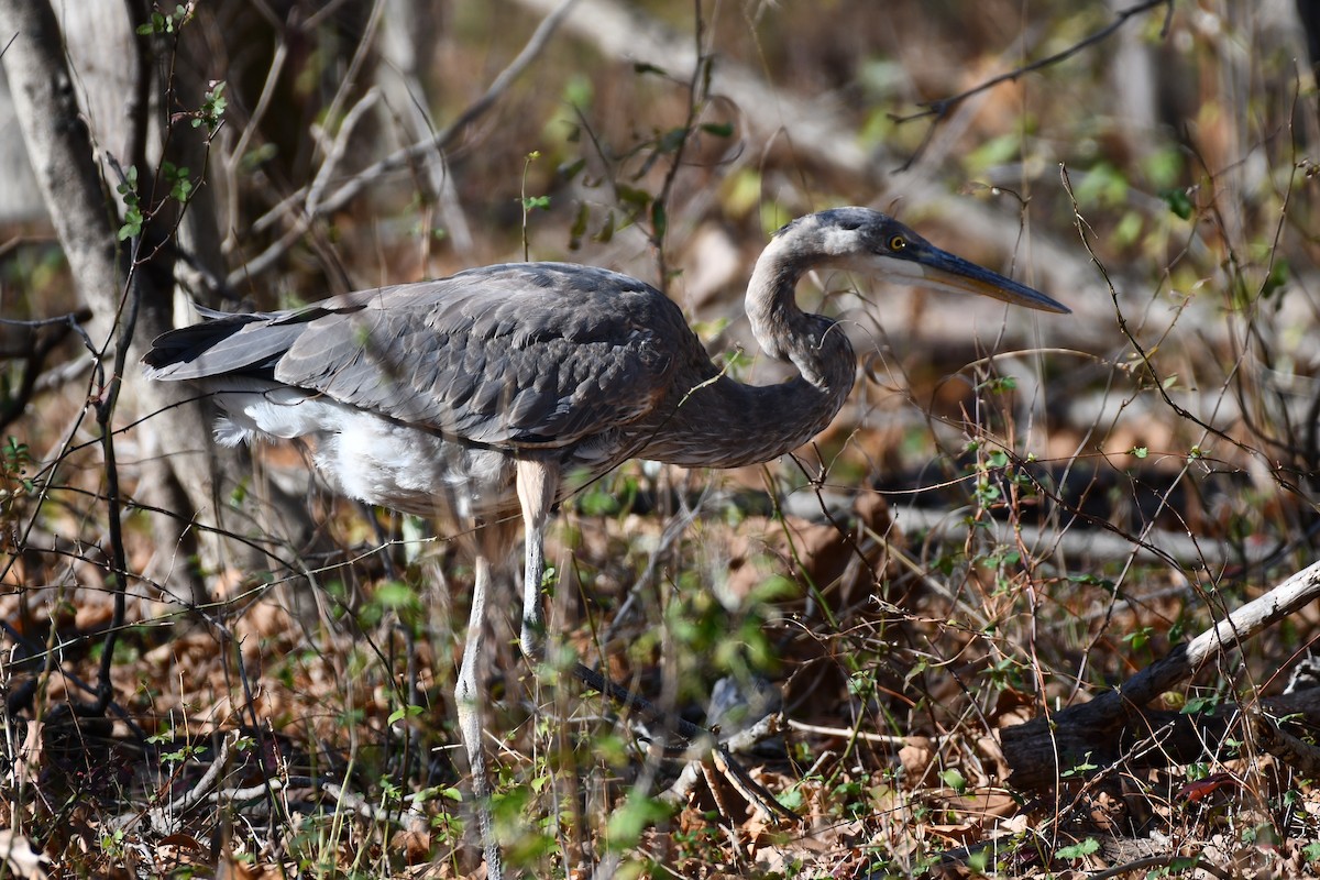 Great Blue Heron - ML645224745