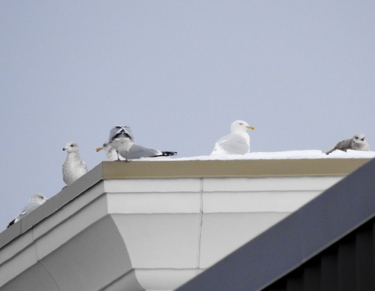 Glaucous Gull - ML645224749