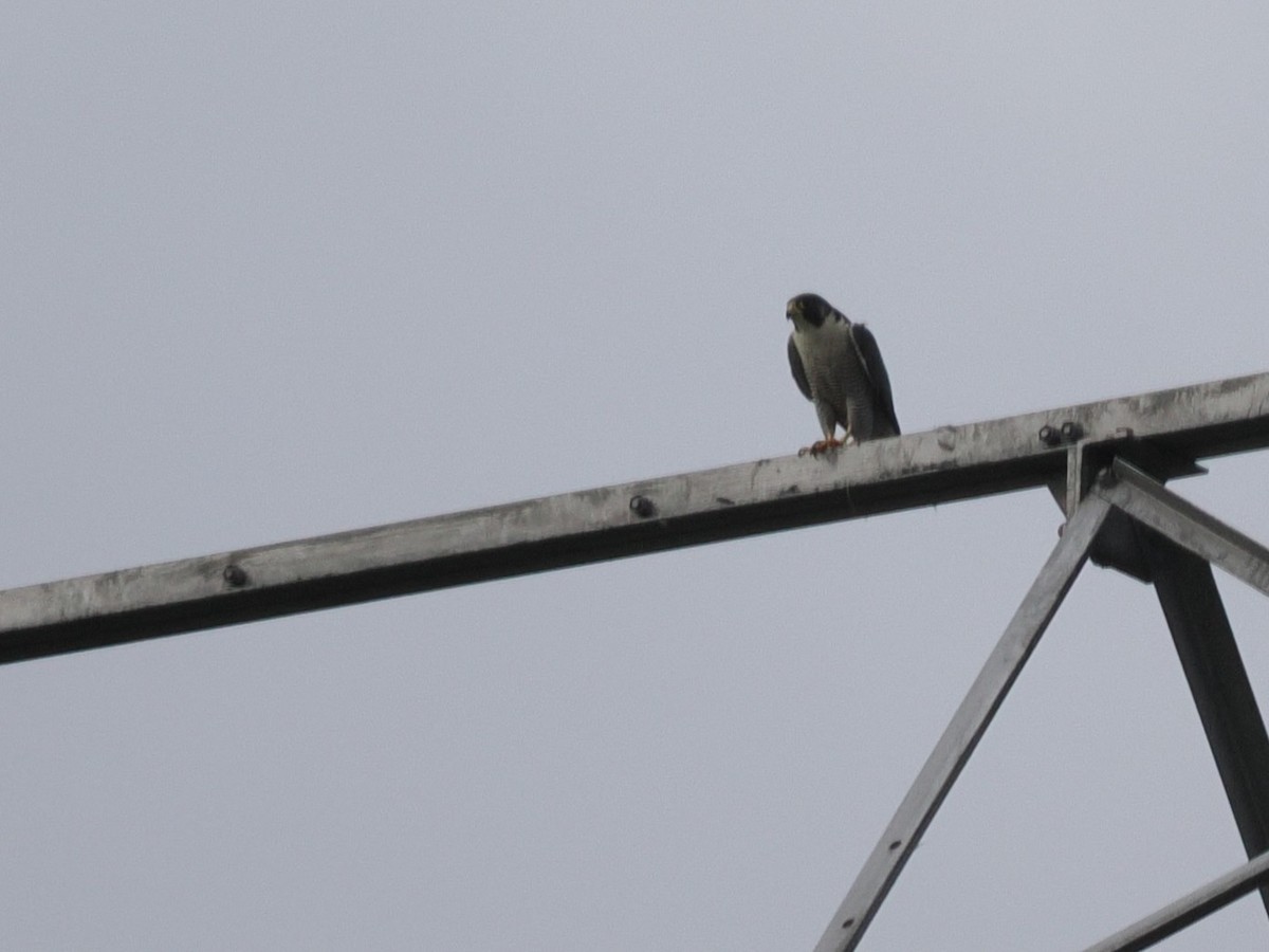 Peregrine Falcon - ML645224751