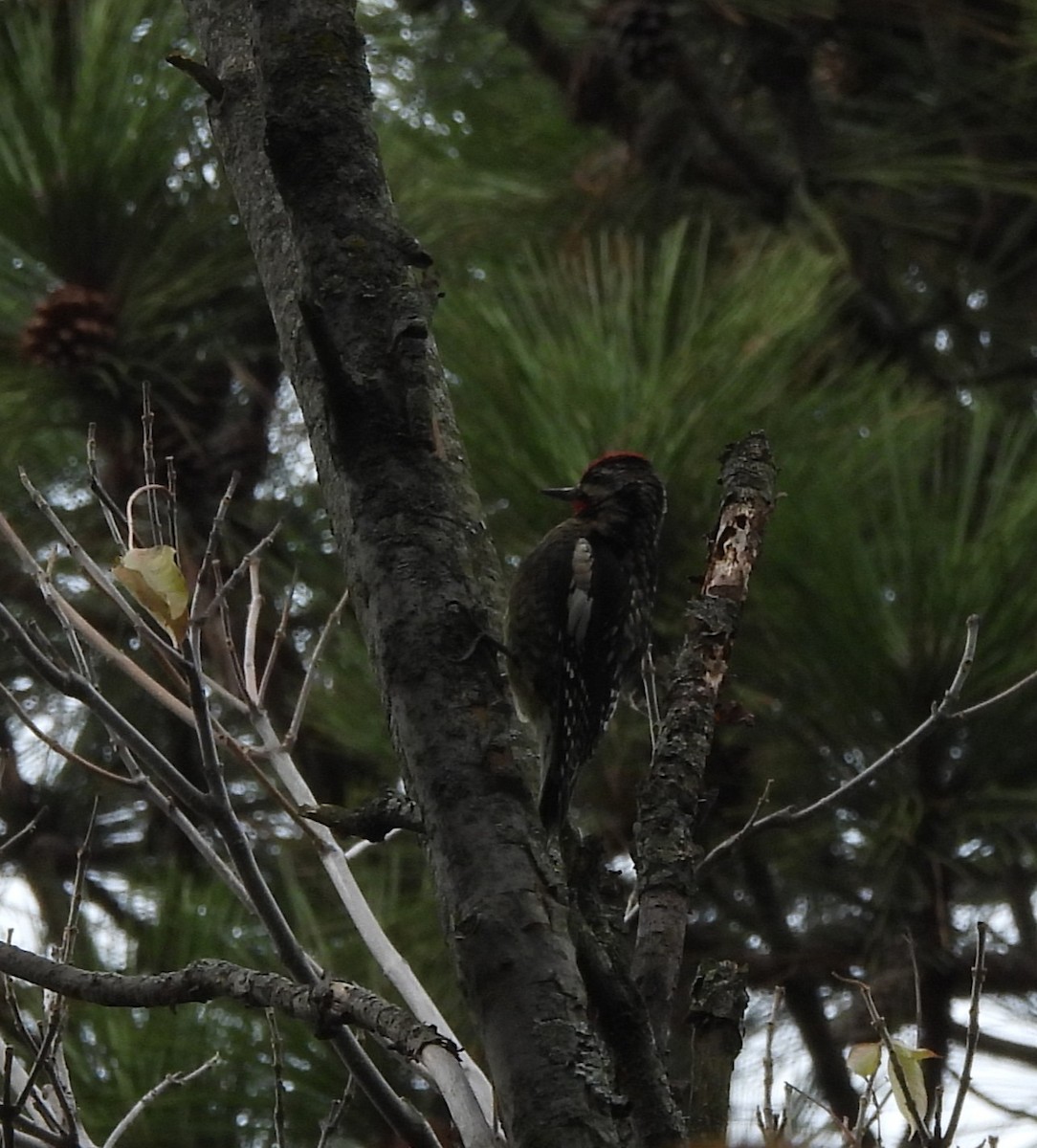 Yellow-bellied Sapsucker - ML645224755