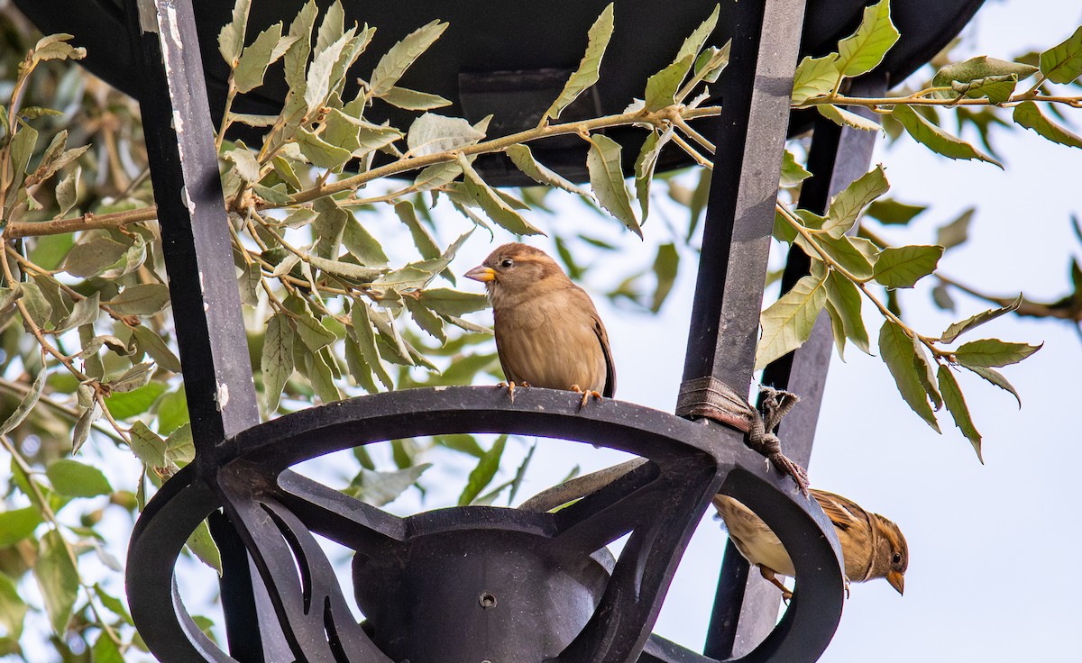 House Sparrow - ML645224759