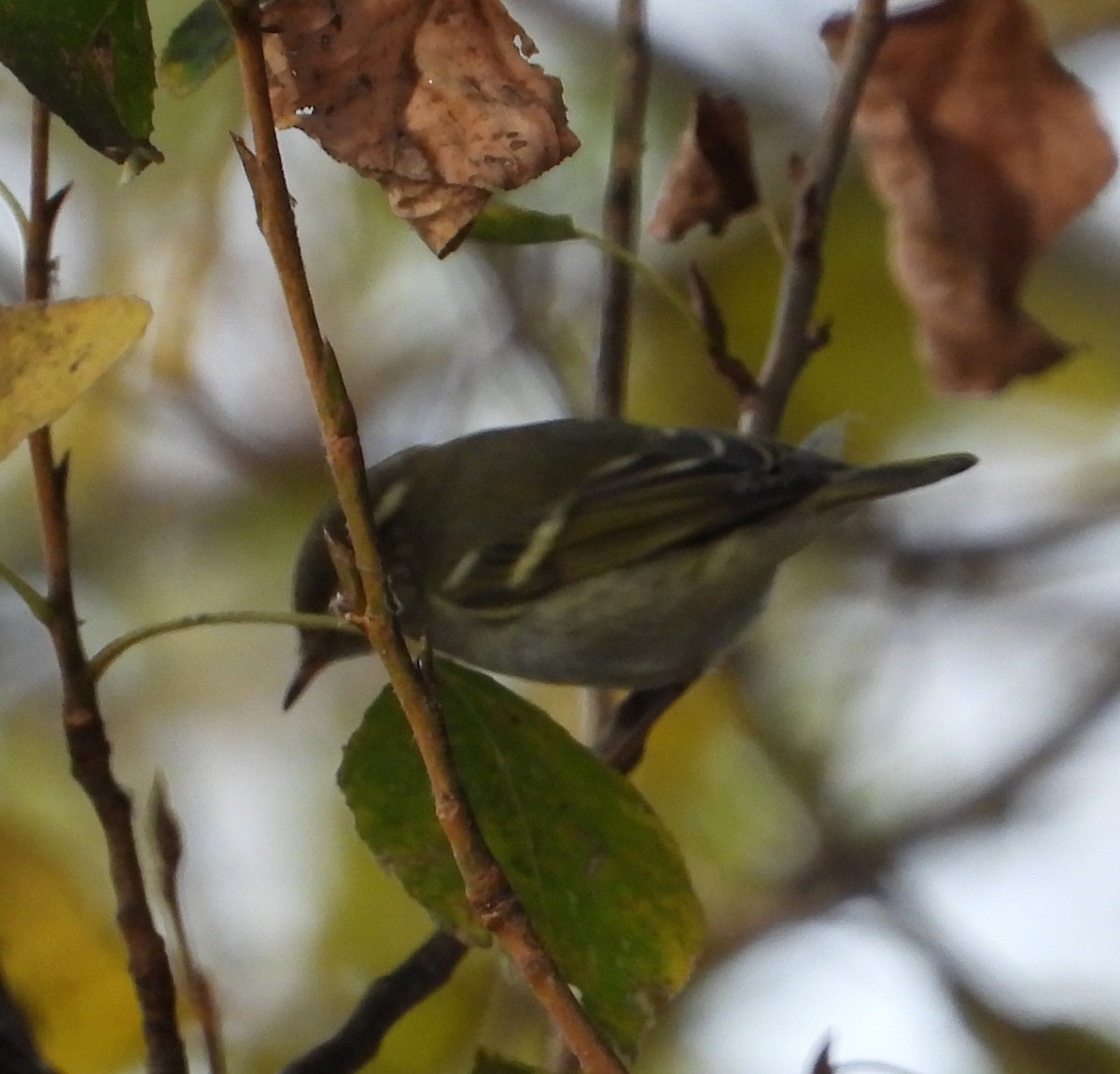 Yellow-browed Warbler - ML645224760
