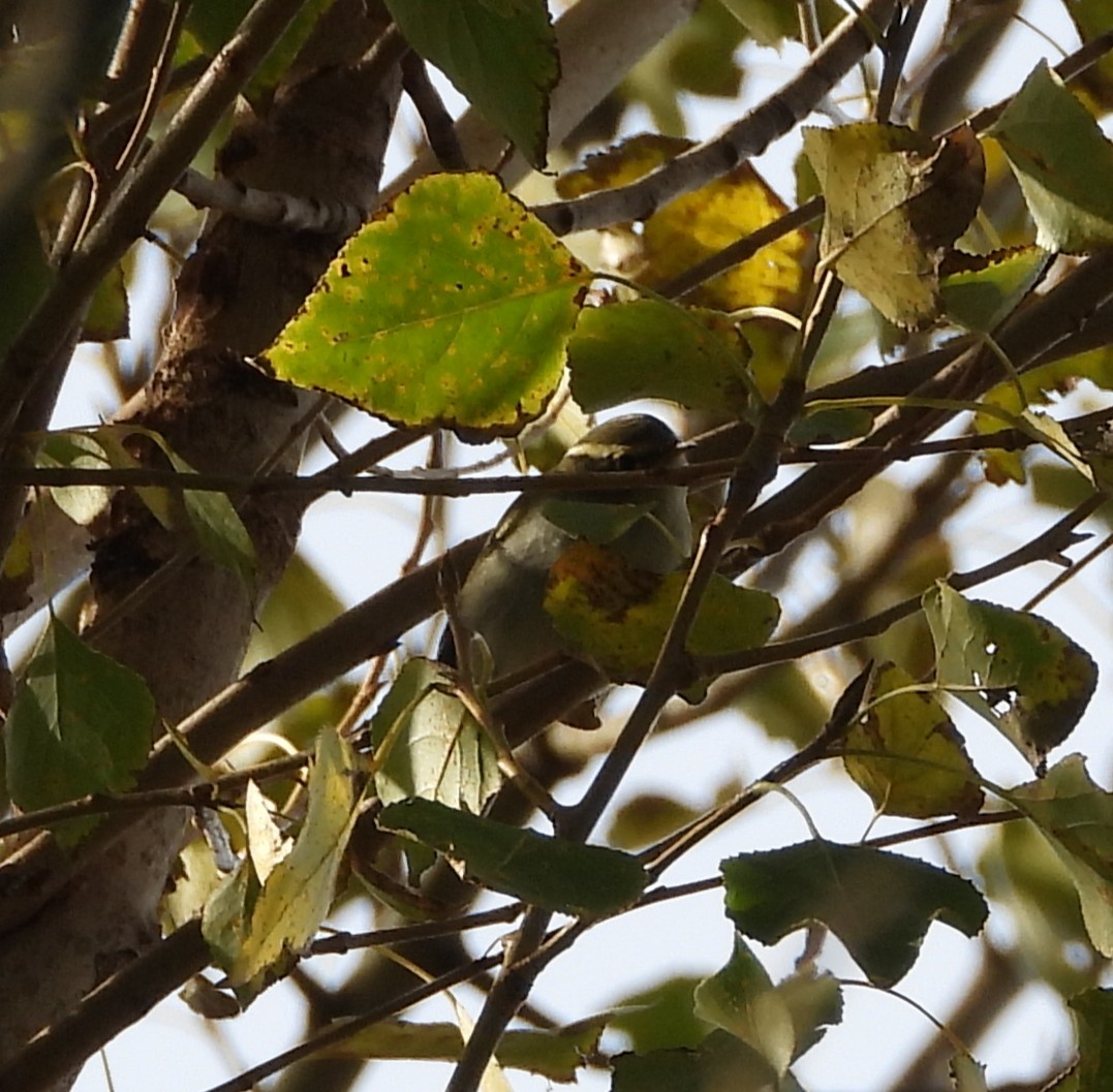 Yellow-browed Warbler - ML645224761