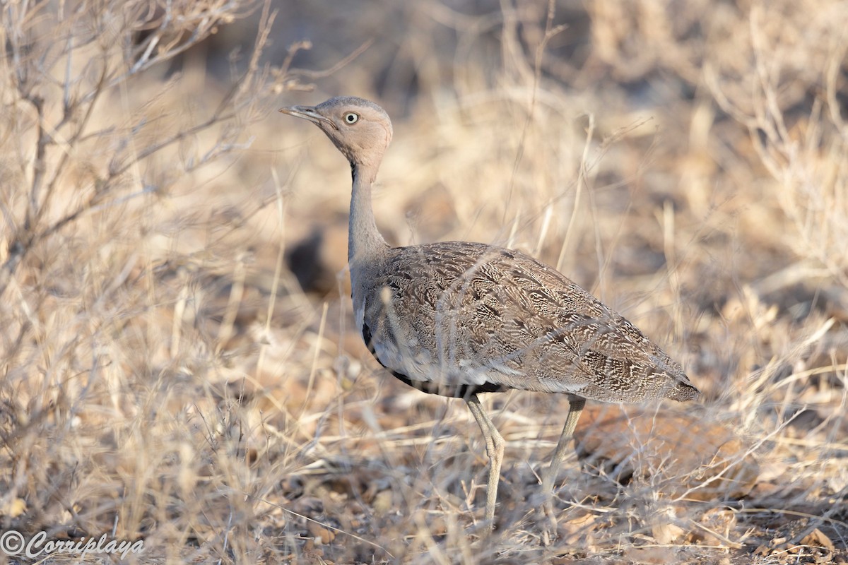 Buff-crested Bustard - ML645224769