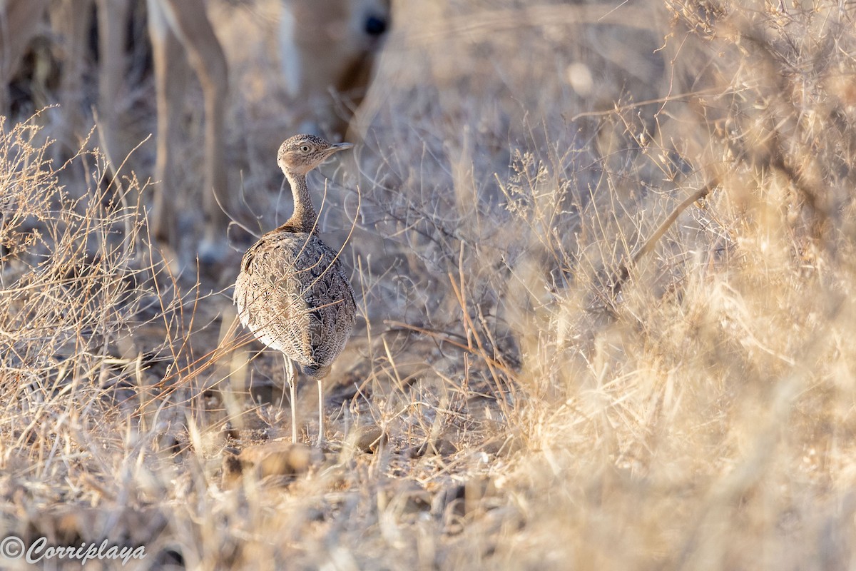 Buff-crested Bustard - ML645224770