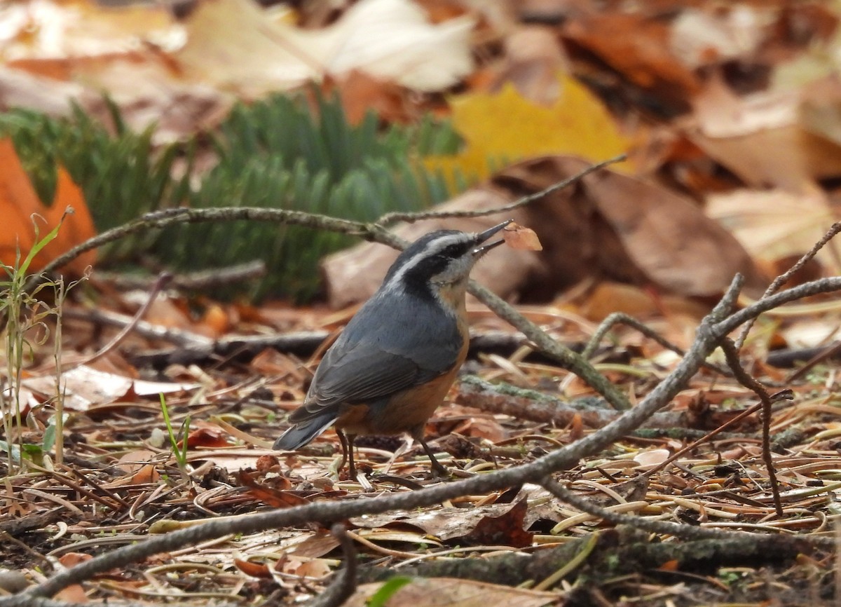 Red-breasted Nuthatch - ML645224771