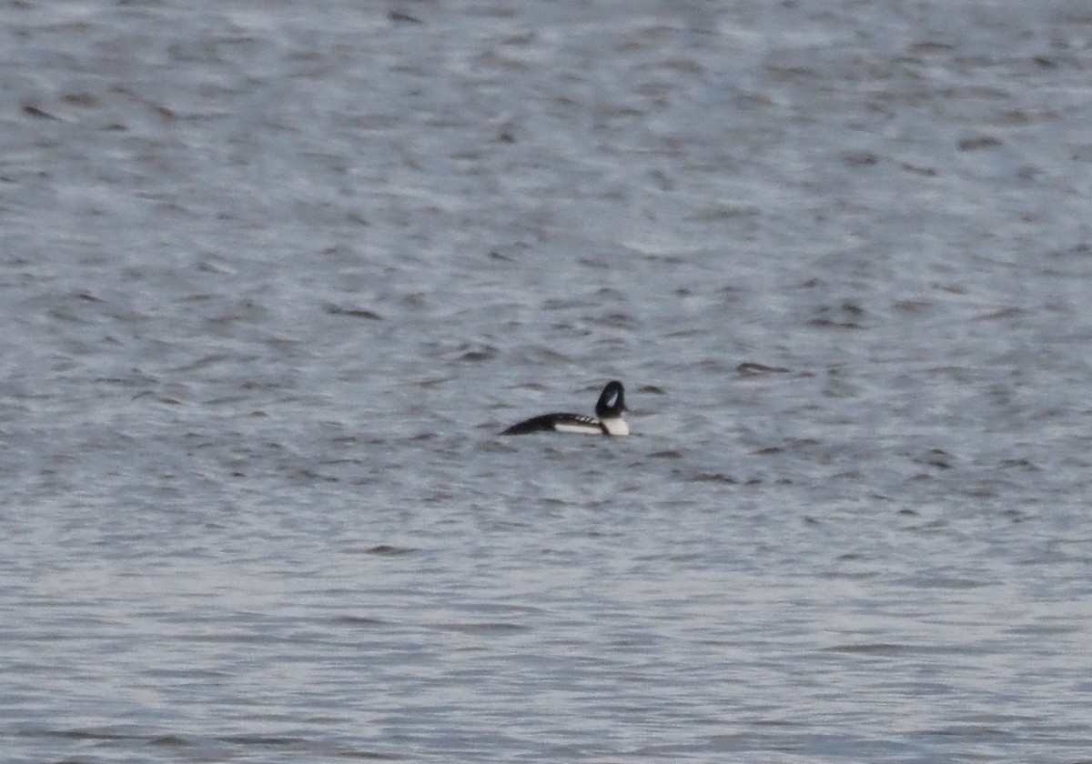 Murgilari islandiarra - ML645224779