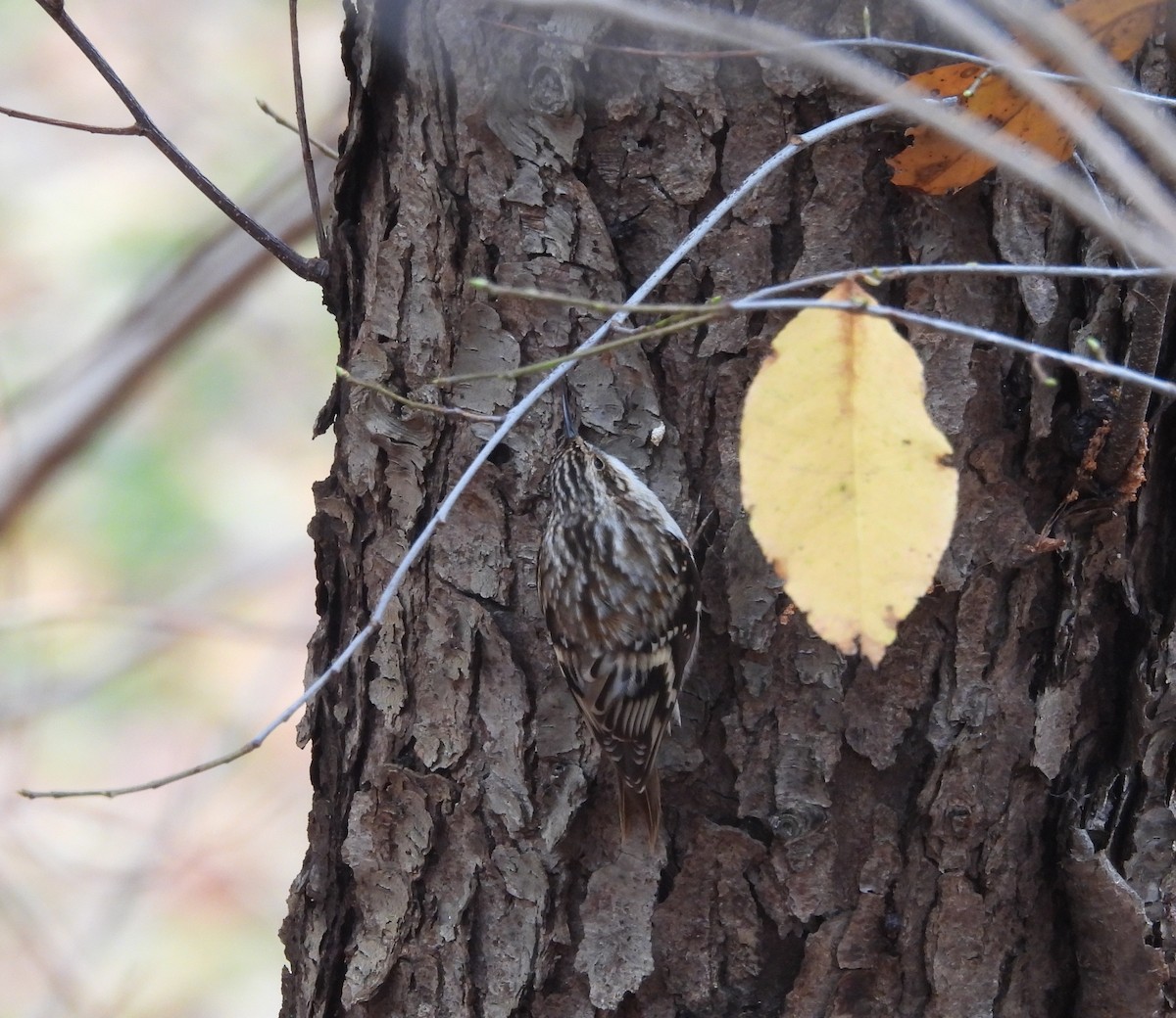 Brown Creeper - ML645224781