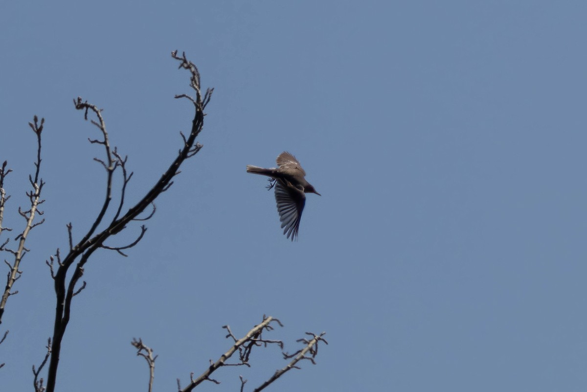 Горный гаучо - ML645224792