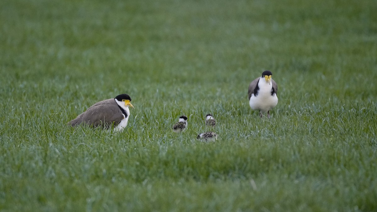 Masked Lapwing - ML645224798