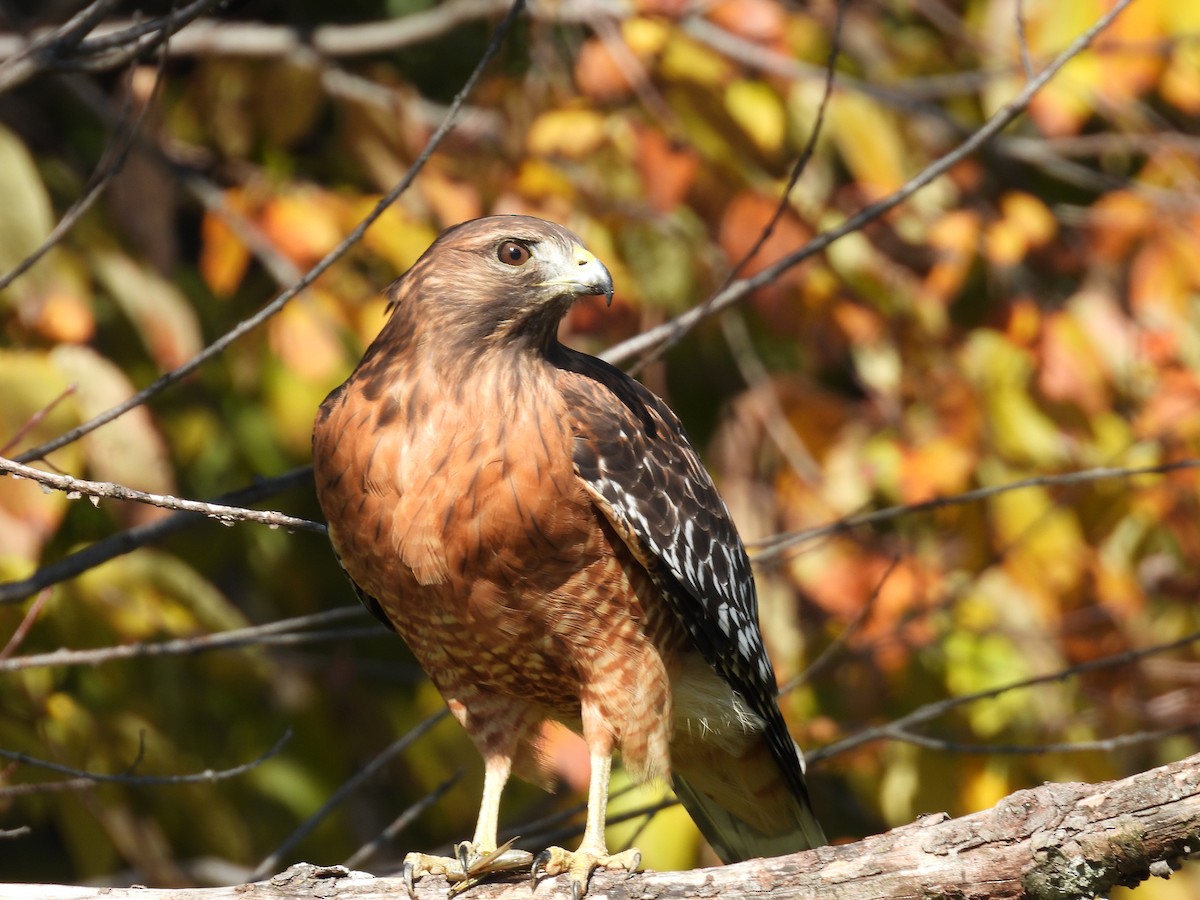 Red-shouldered Hawk - ML645224802