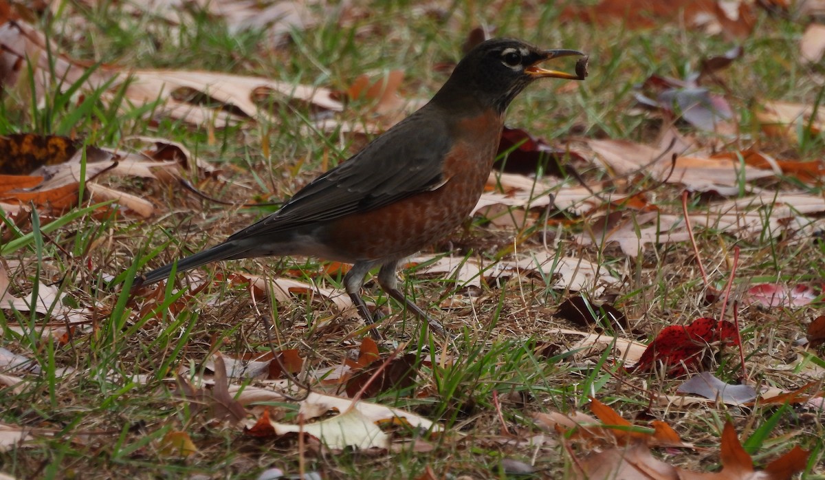 American Robin - ML645224803