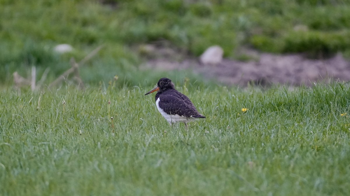 ústřičník jižní - ML645224806