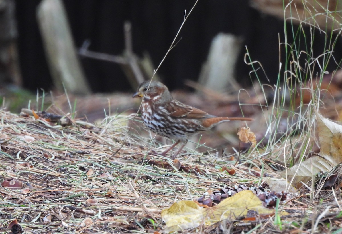 Fox Sparrow - ML645224822