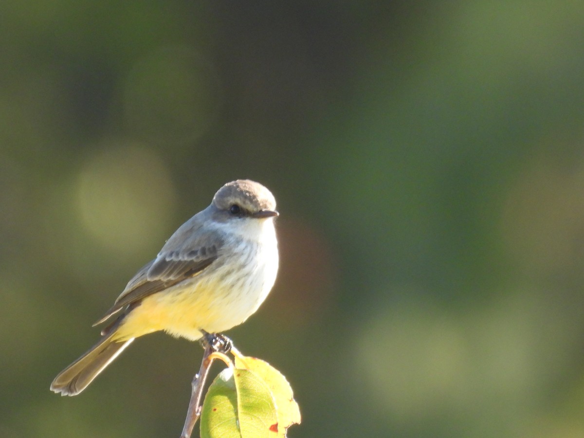Vermilion Flycatcher - ML645224827