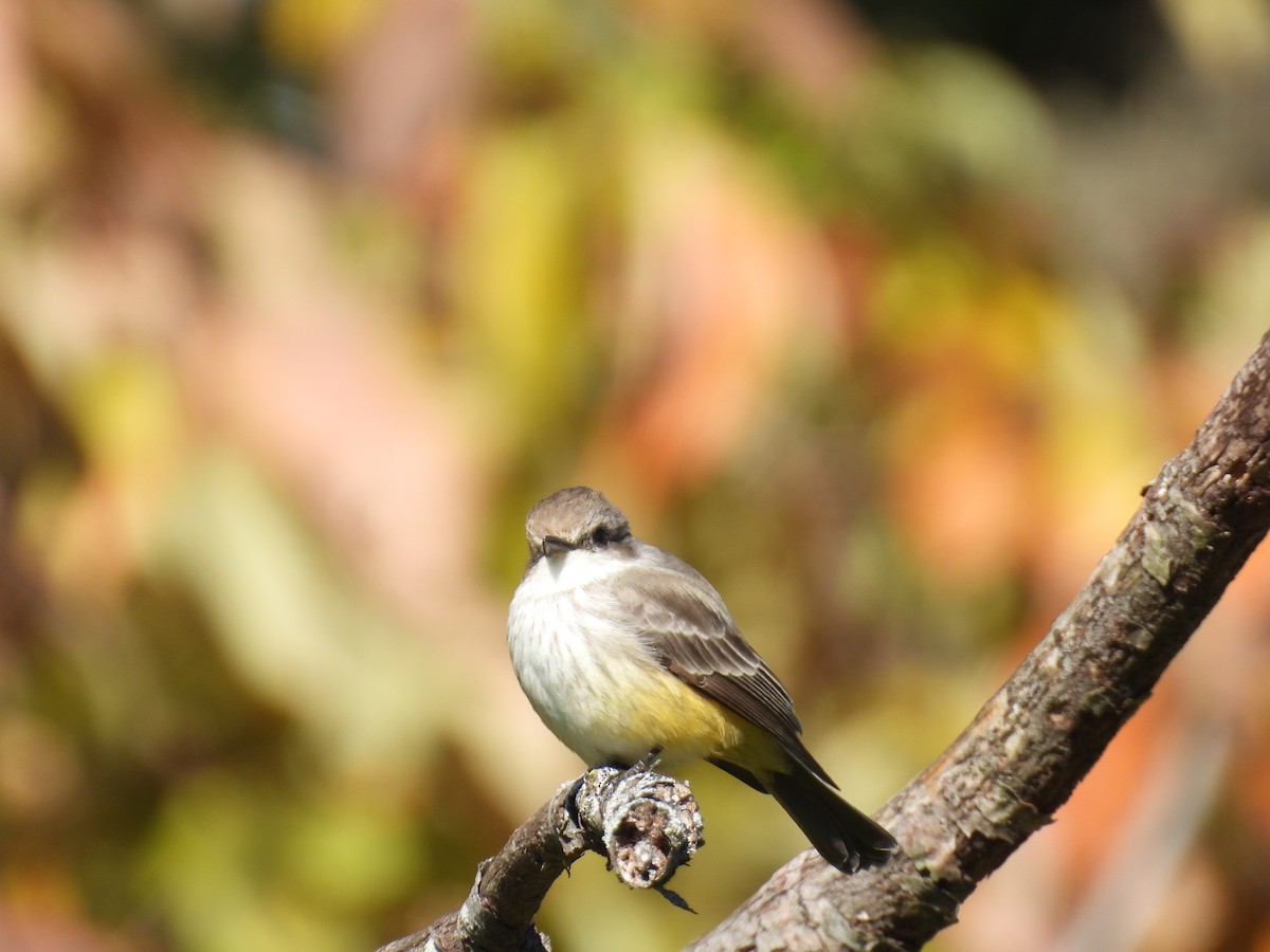 Vermilion Flycatcher - ML645224828