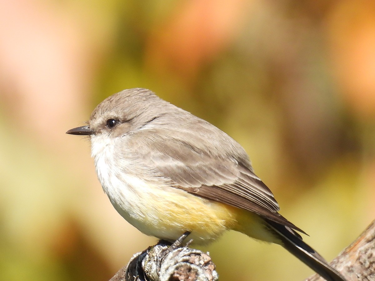 Vermilion Flycatcher - ML645224829