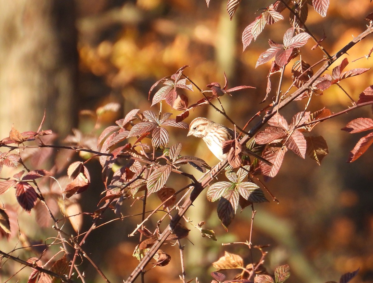 strnadec zpěvný - ML645224833