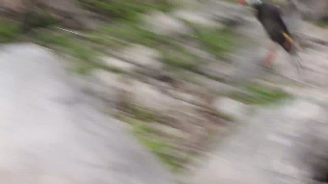 Torrent Duck - ML645224839