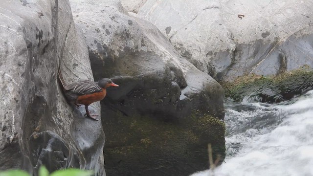 Torrent Duck - ML645224840