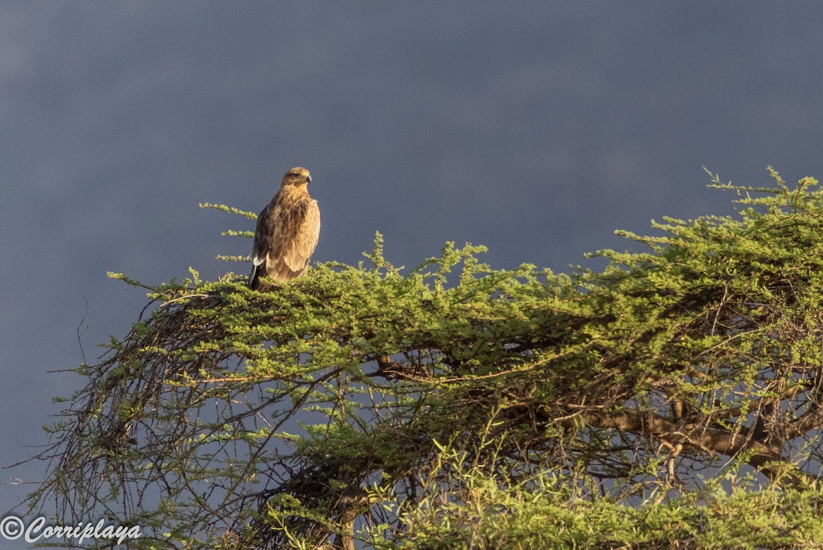 Tawny Eagle - ML645224841
