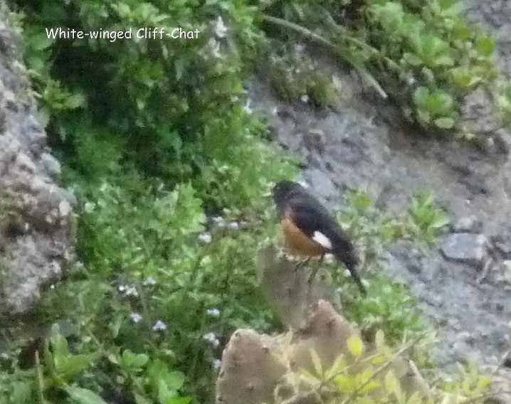 White-winged Cliff-Chat - ML645224842