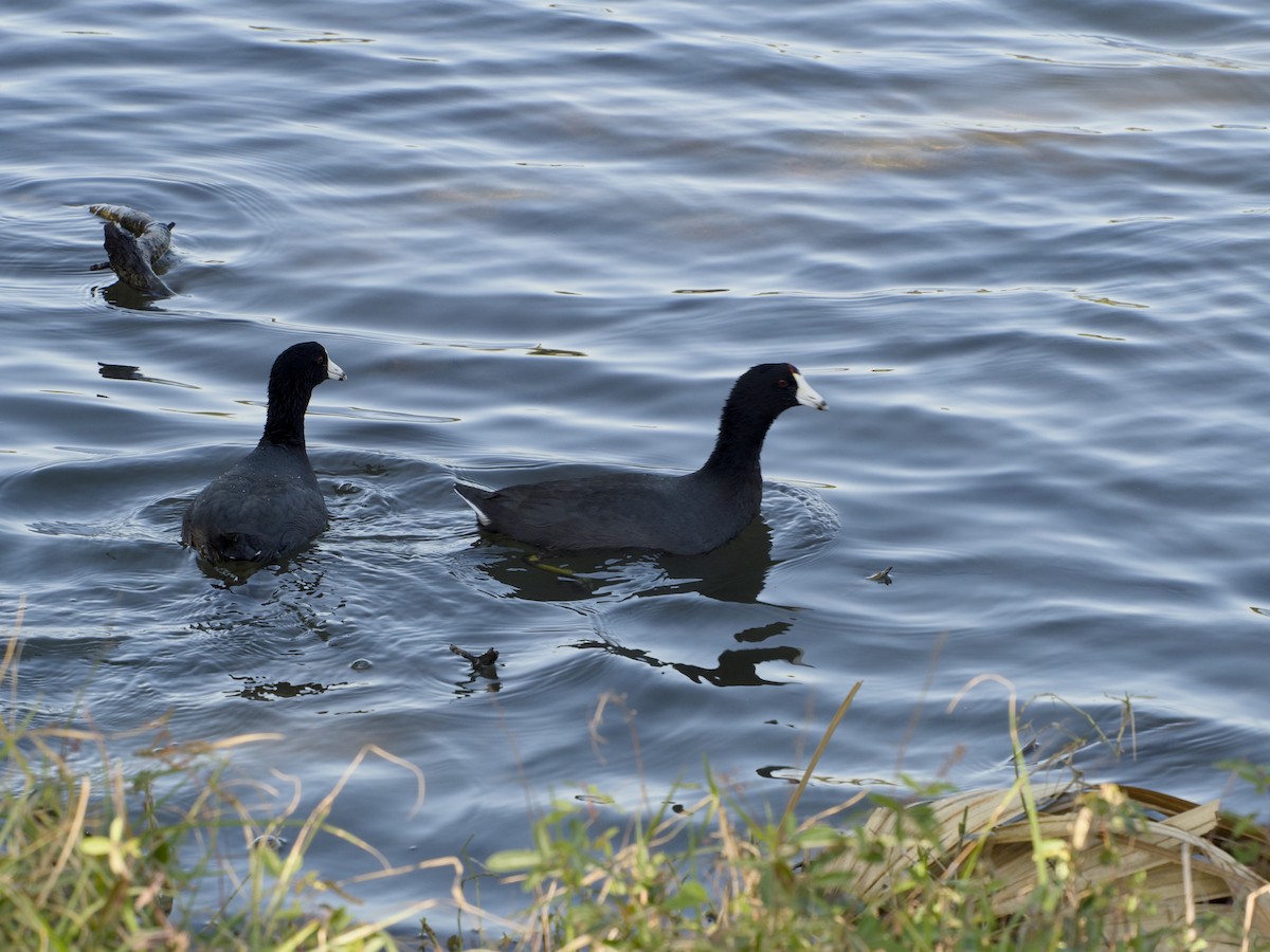 Foulque d'Amérique - ML645224846