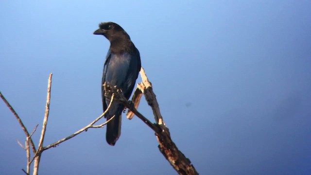 Azure Jay - ML645224848