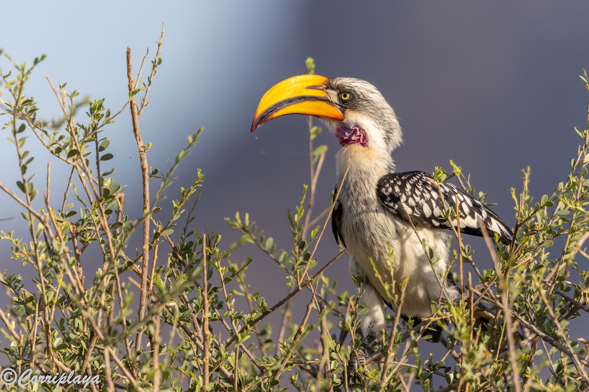 Toco Piquigualdo Norteño - ML645224852