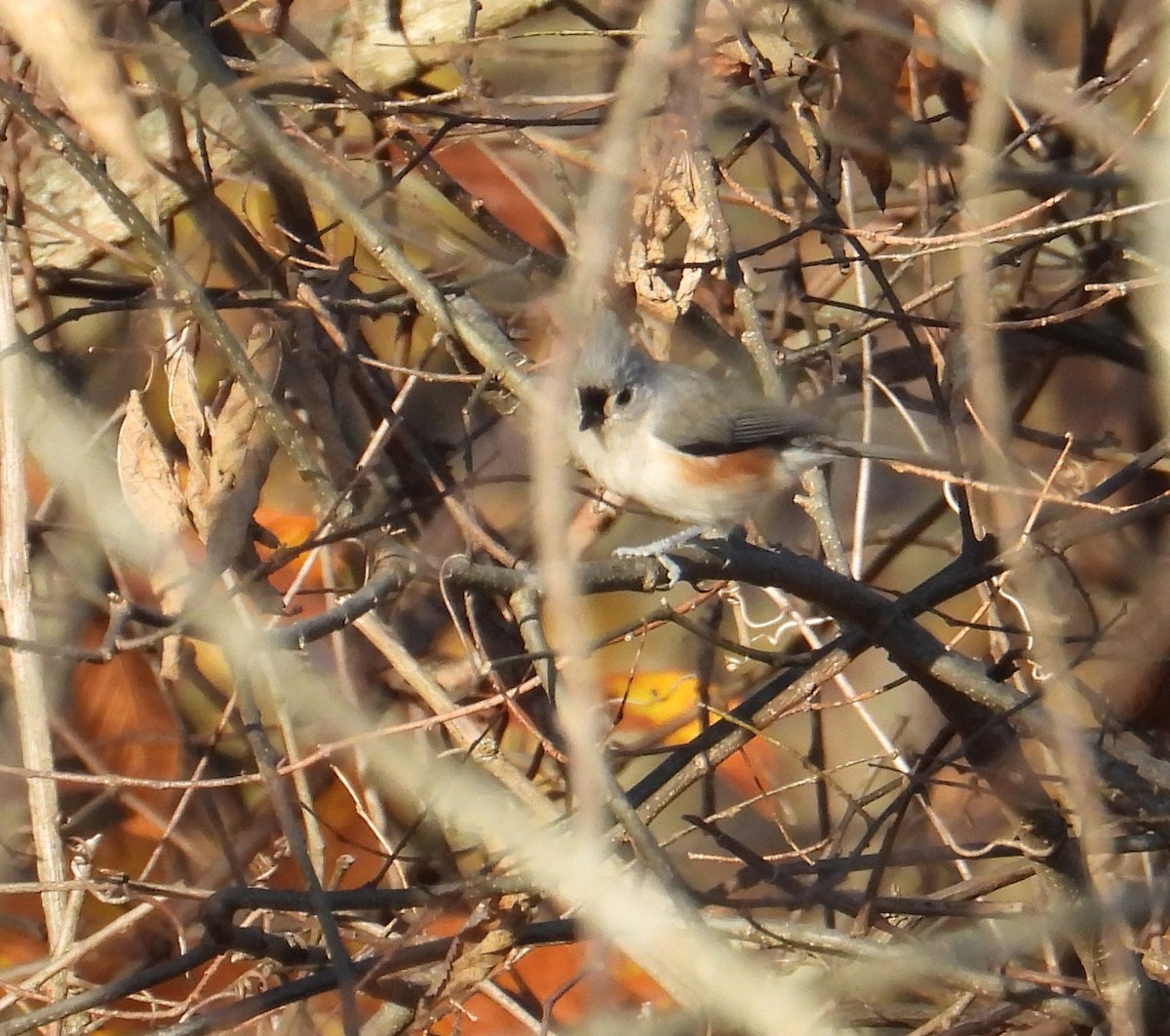 sýkora rezavoboká - ML645224854