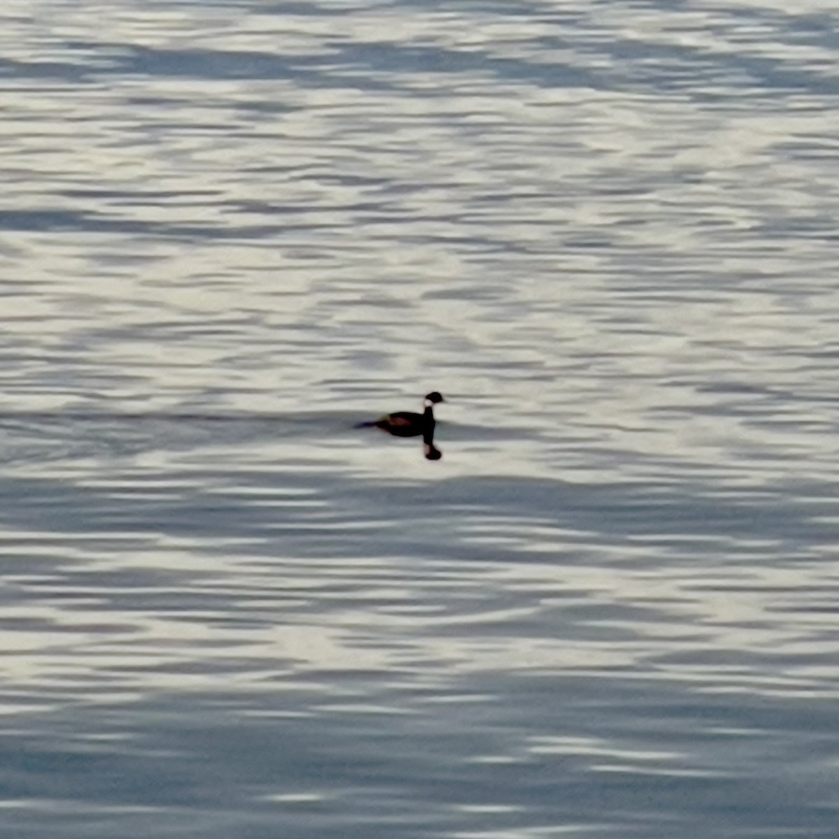 Bufflehead - ML645224858