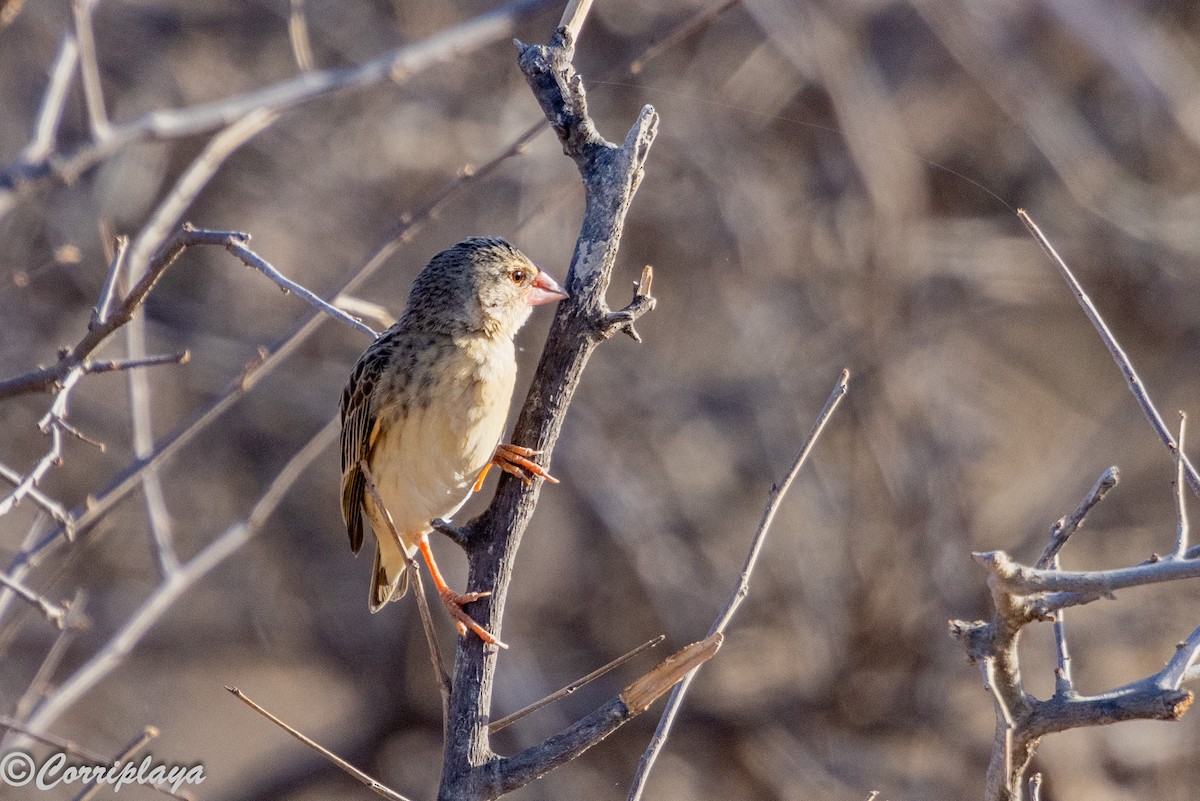 Red-billed Quelea - ML645224863