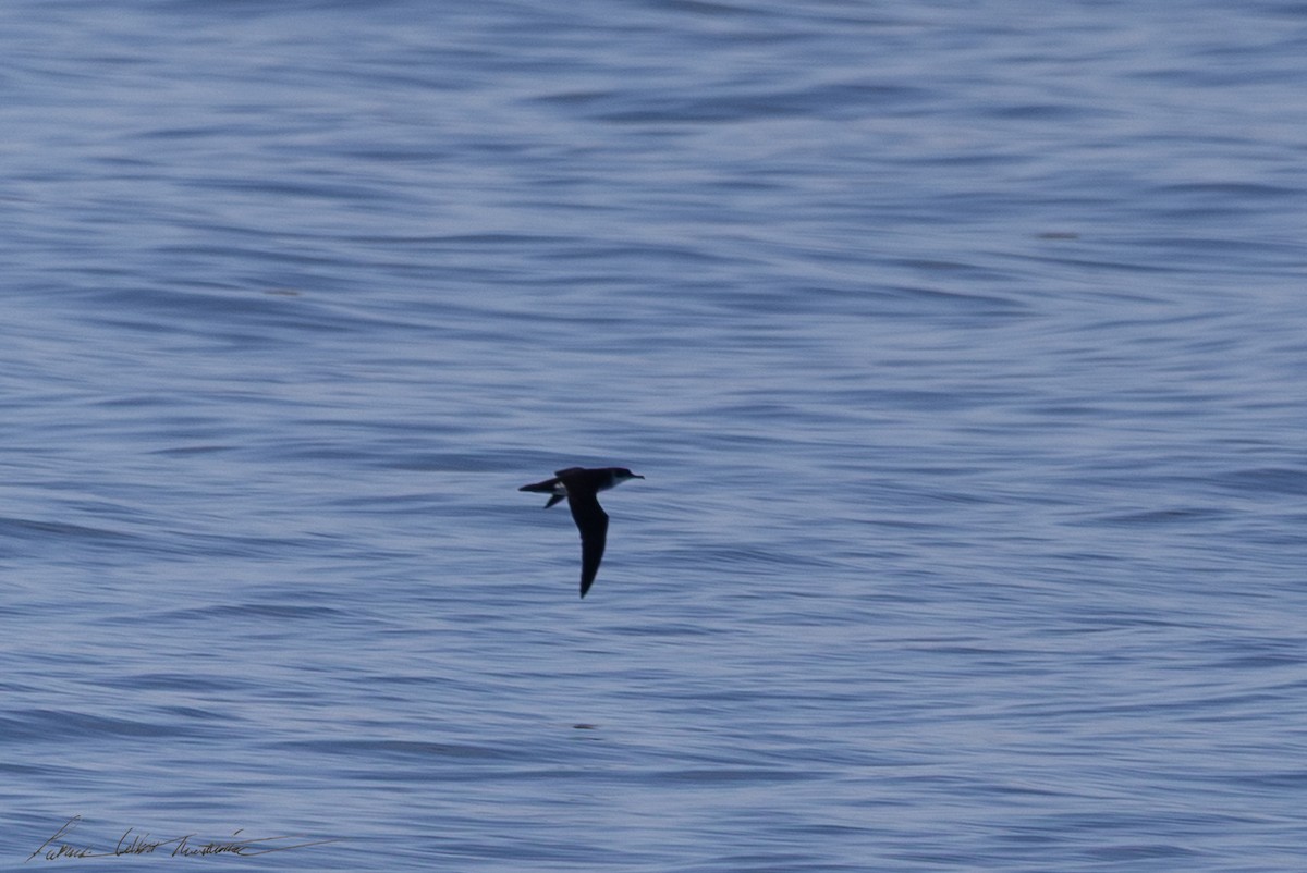 Manx Shearwater - ML645224868