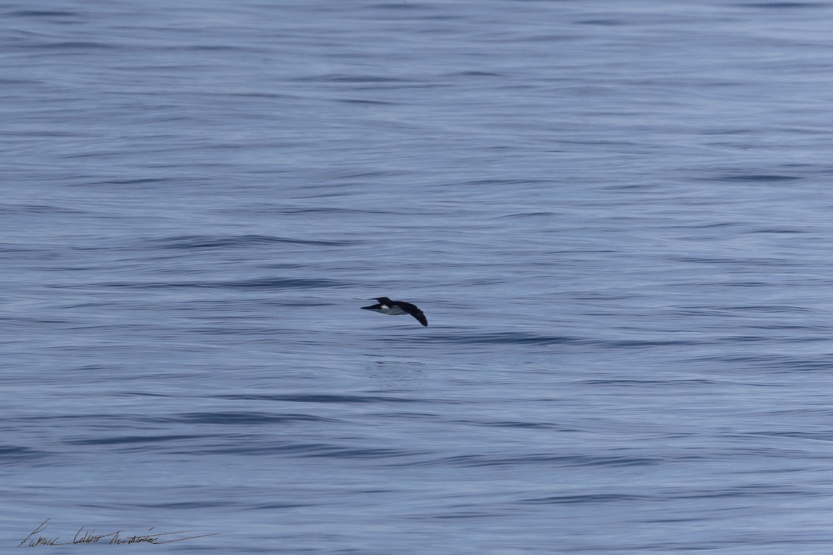 Manx Shearwater - ML645224869
