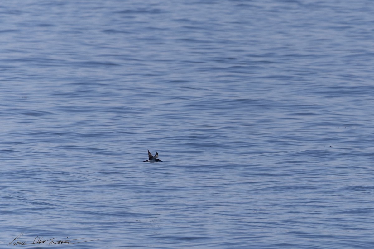 Manx Shearwater - ML645224870