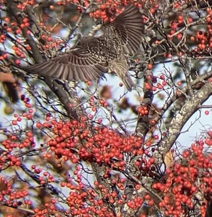 Arabazozo pikarta - ML645224874