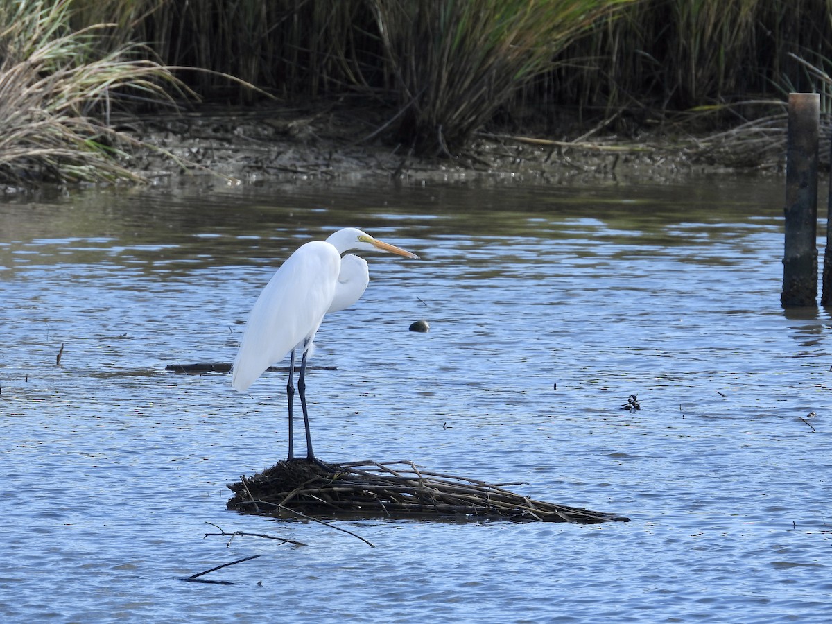 Koartza zuria - ML645224880