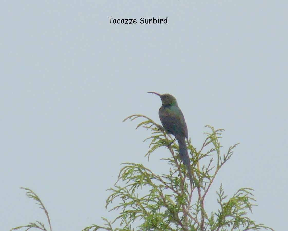 Tacazze Sunbird - ML645224881