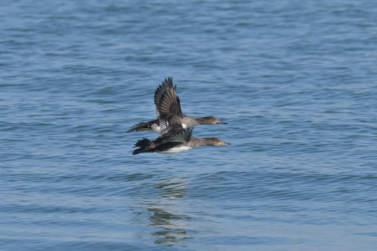 morčák chocholatý - ML645224884