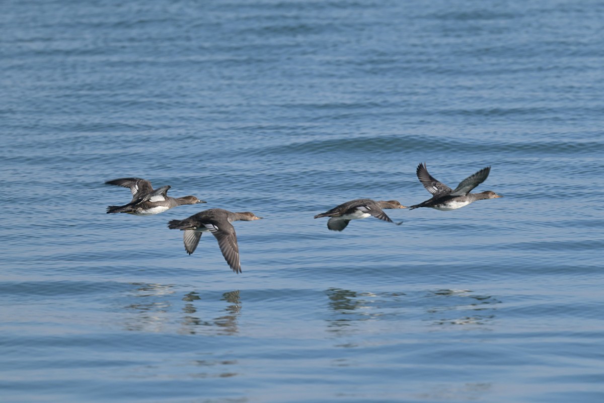 morčák chocholatý - ML645224885