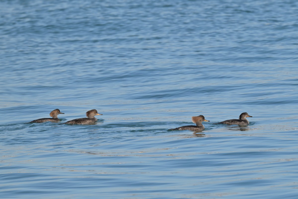 morčák chocholatý - ML645224886