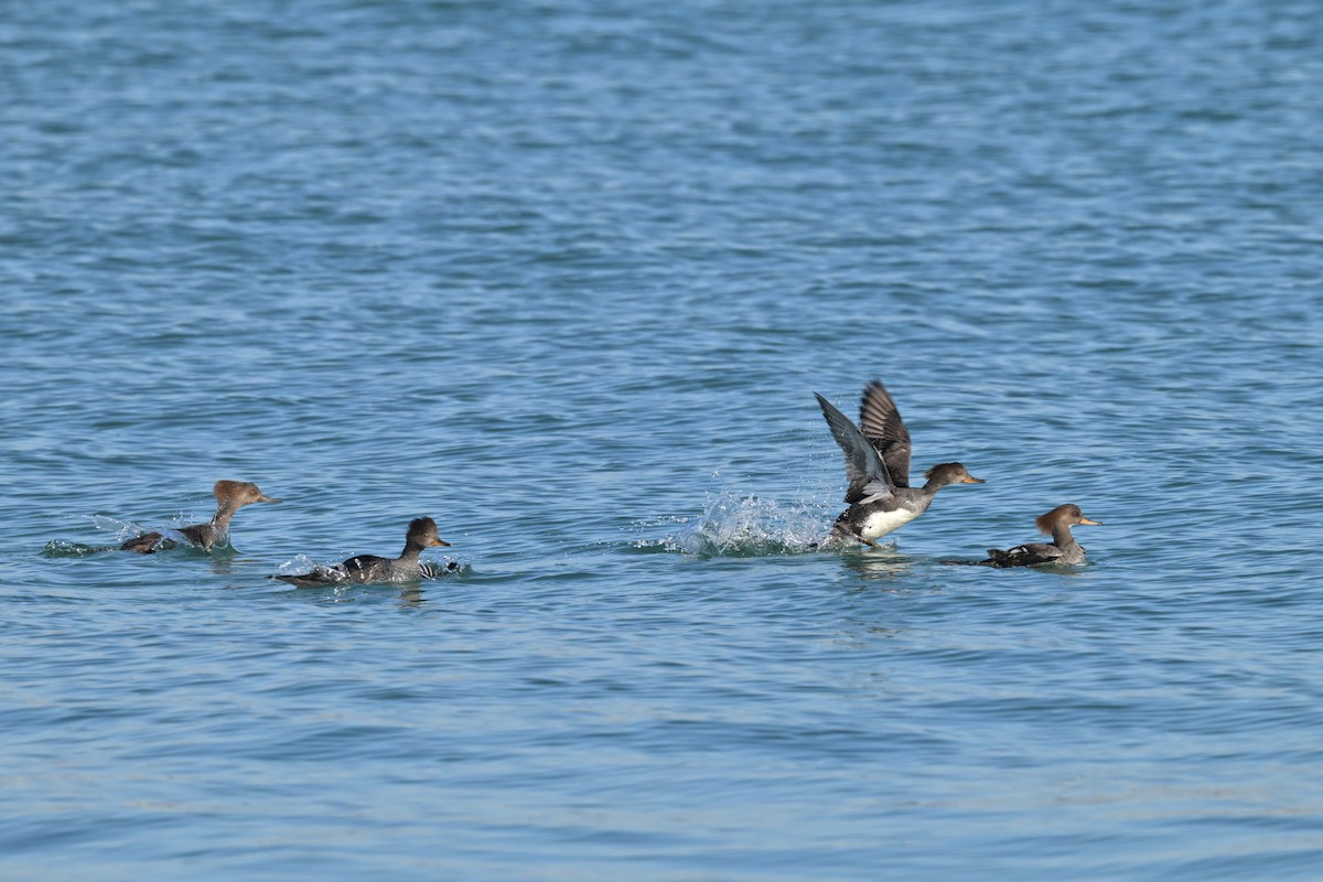 morčák chocholatý - ML645224887